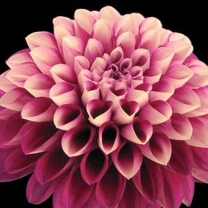 Meet your Posher, Jocelyn